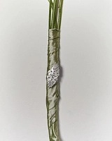 Brooch Apsara